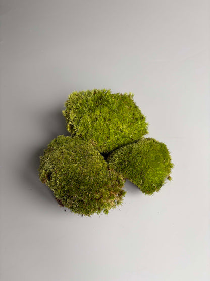 Bun Moss for Terrariums