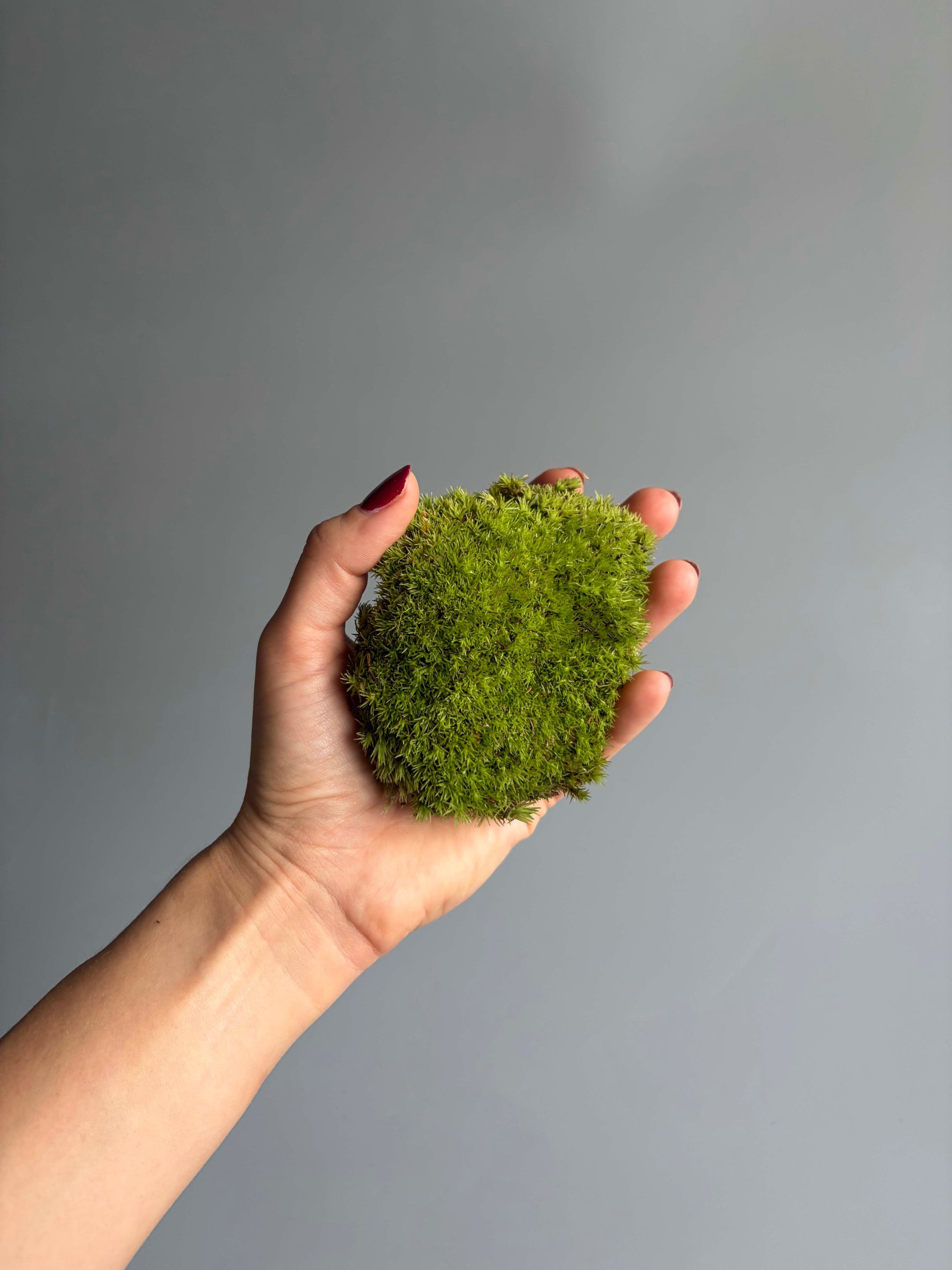 Bun Moss for Terrariums