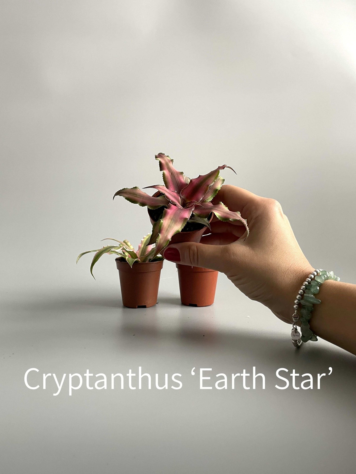 Cryptanthus Earth Star terrarium plant in a small plastic pot, held by hand