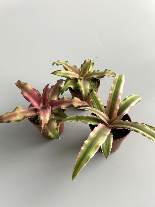 Three Cryptanthus plants with green, red, and pink leaves against a white background.
