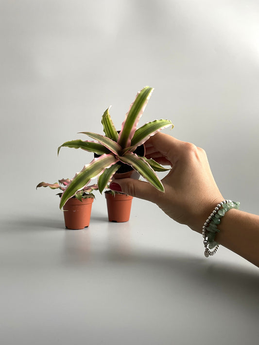 Earth Star Terrarium Plants 