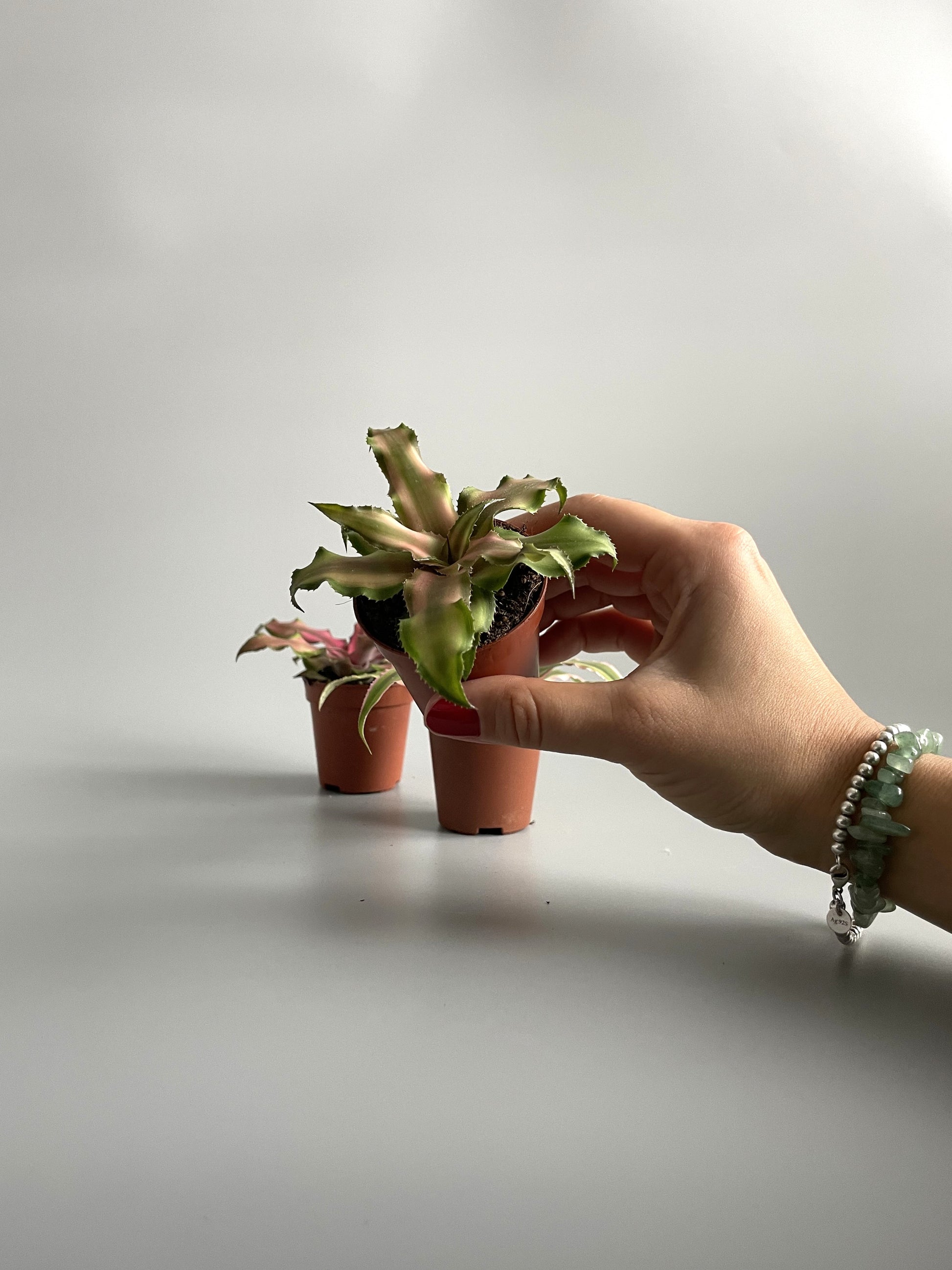 Earth Star Terrarium Plants 