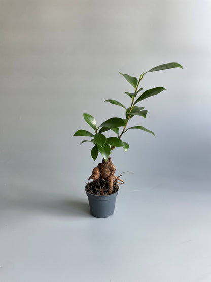 Ficus Ginseng Bonsai Tree 