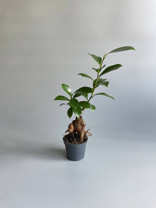 Ficus Ginseng Bonsai Tree 