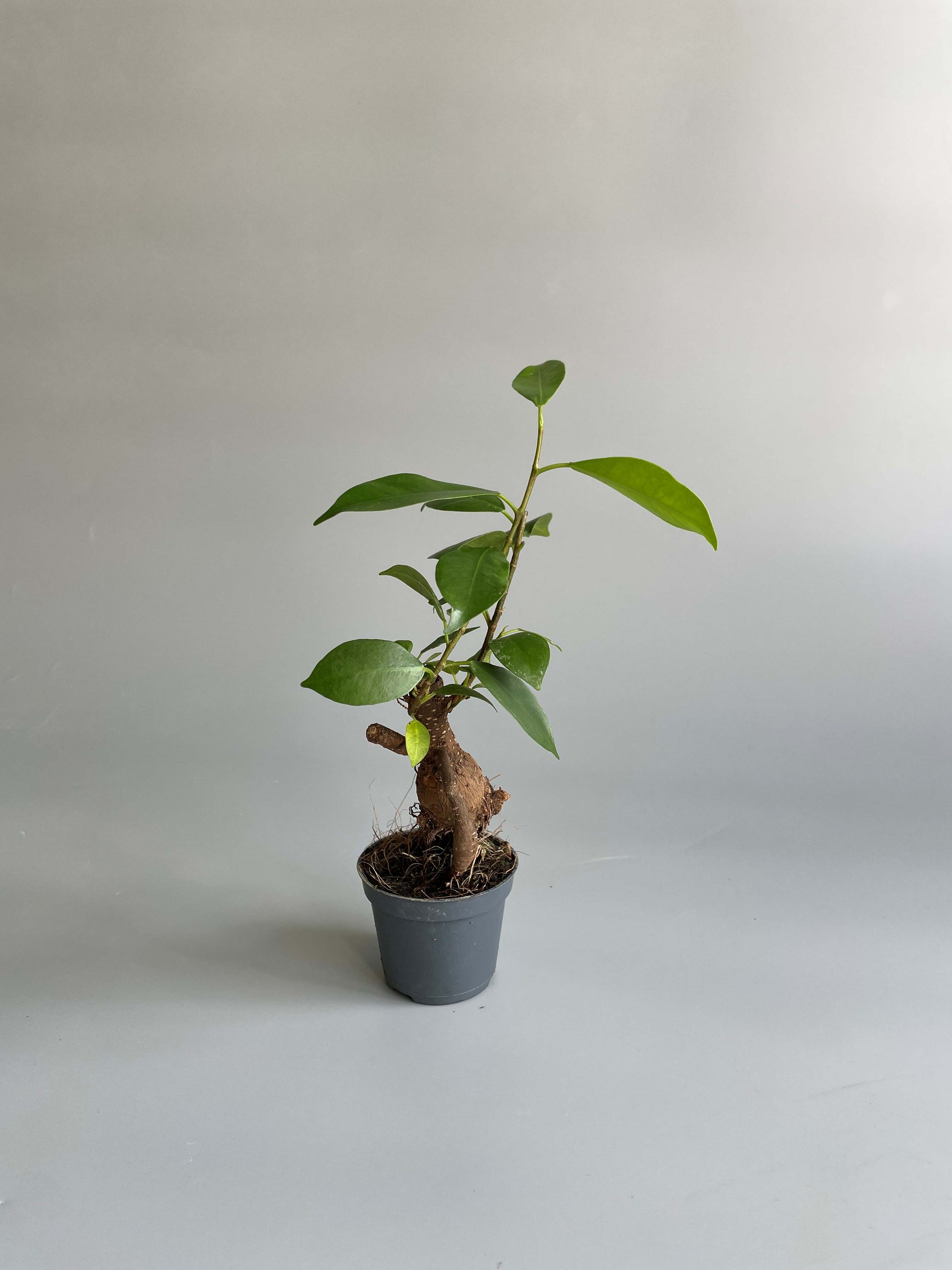 Ficus Ginseng Bonsai Tree 
