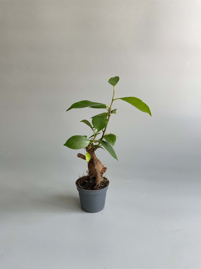 Ficus Ginseng Bonsai Tree 