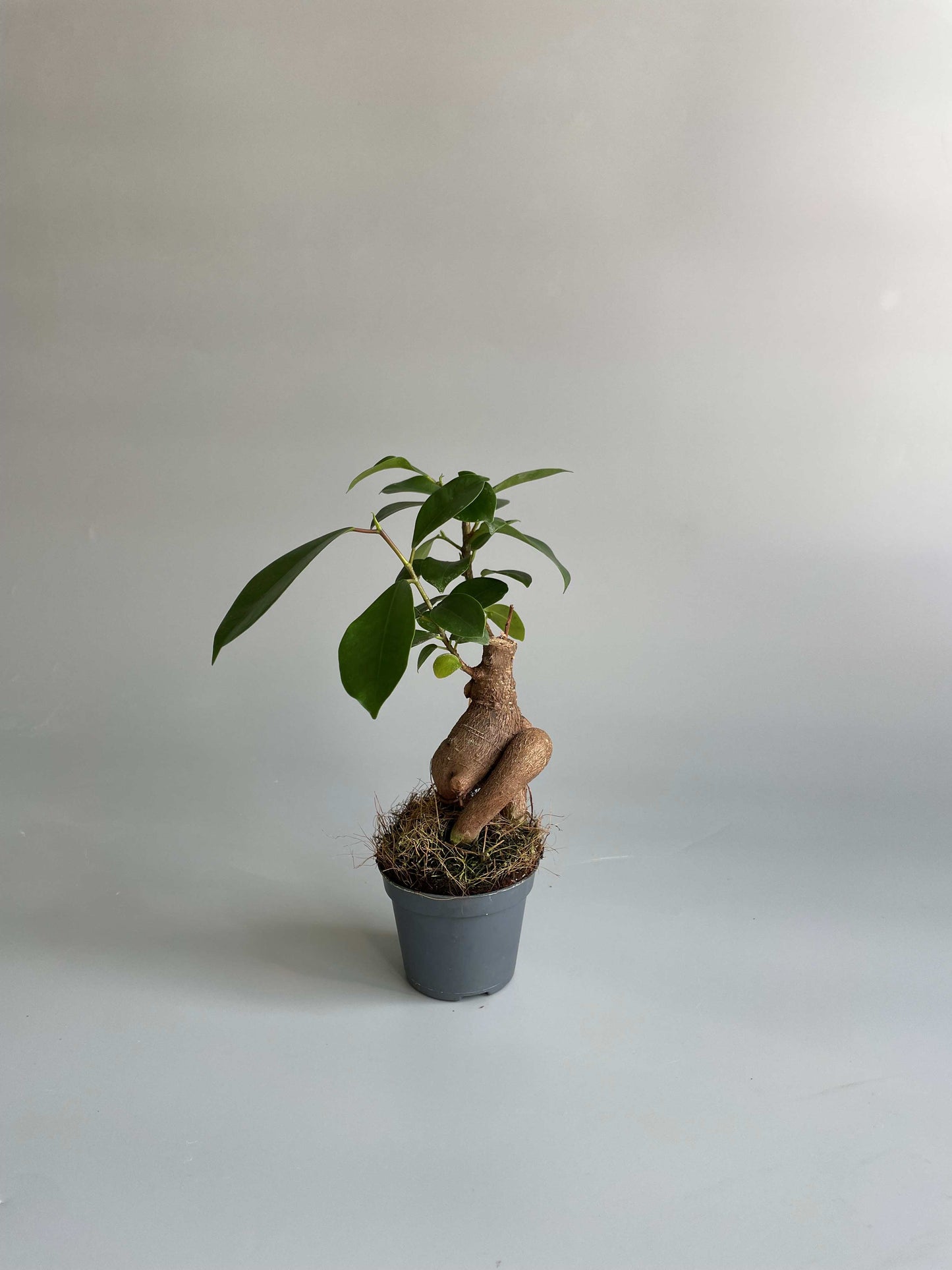 Ficus Ginseng Bonsai Tree 