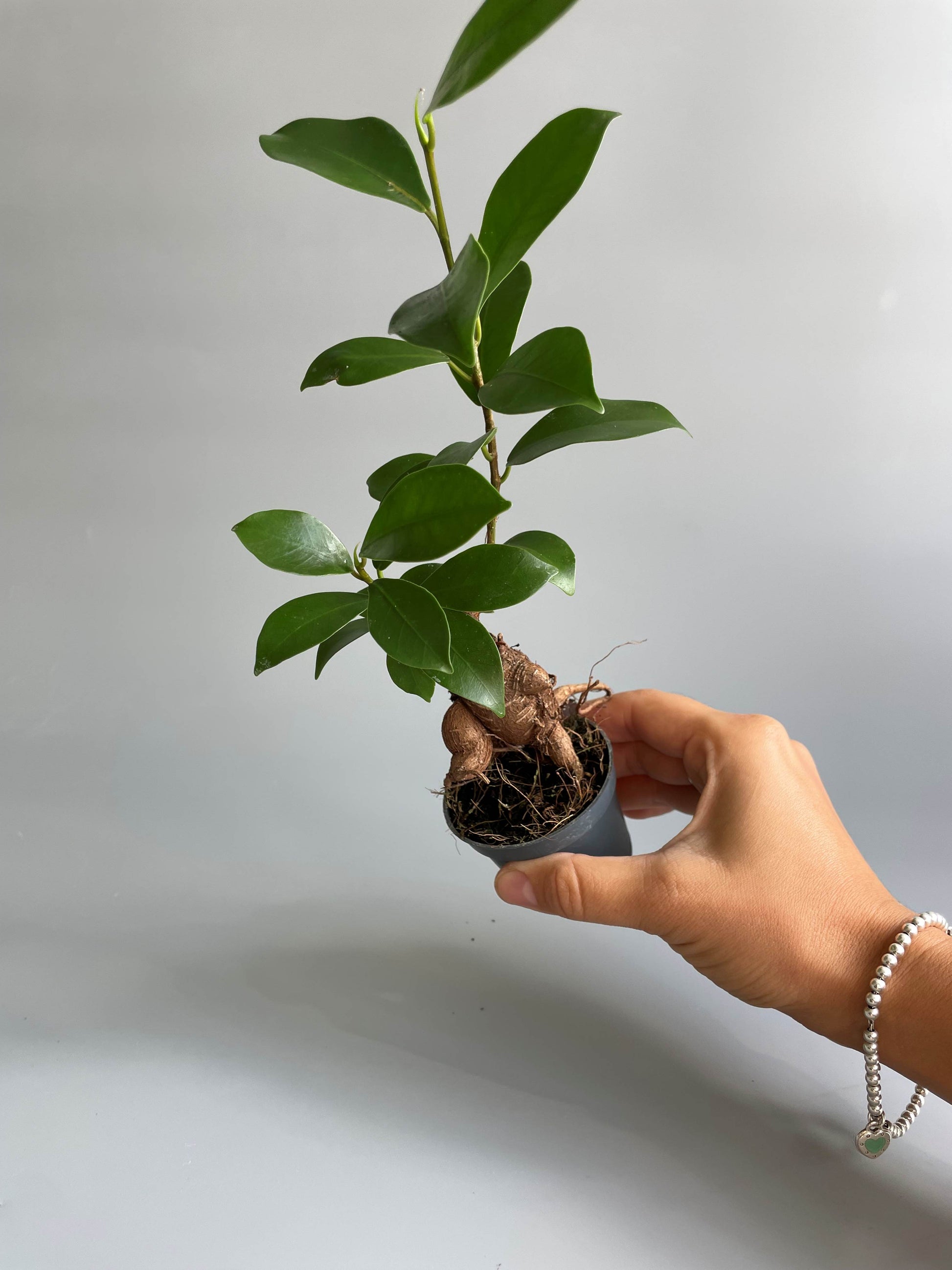 Hand holding Ficus Ginseng Bonsai Tree against a plain background