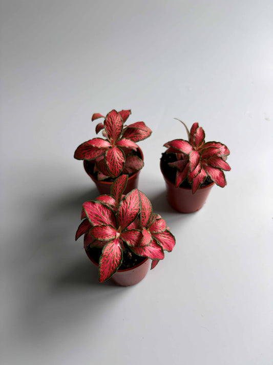 3 fittonias red forest flames in small pots 