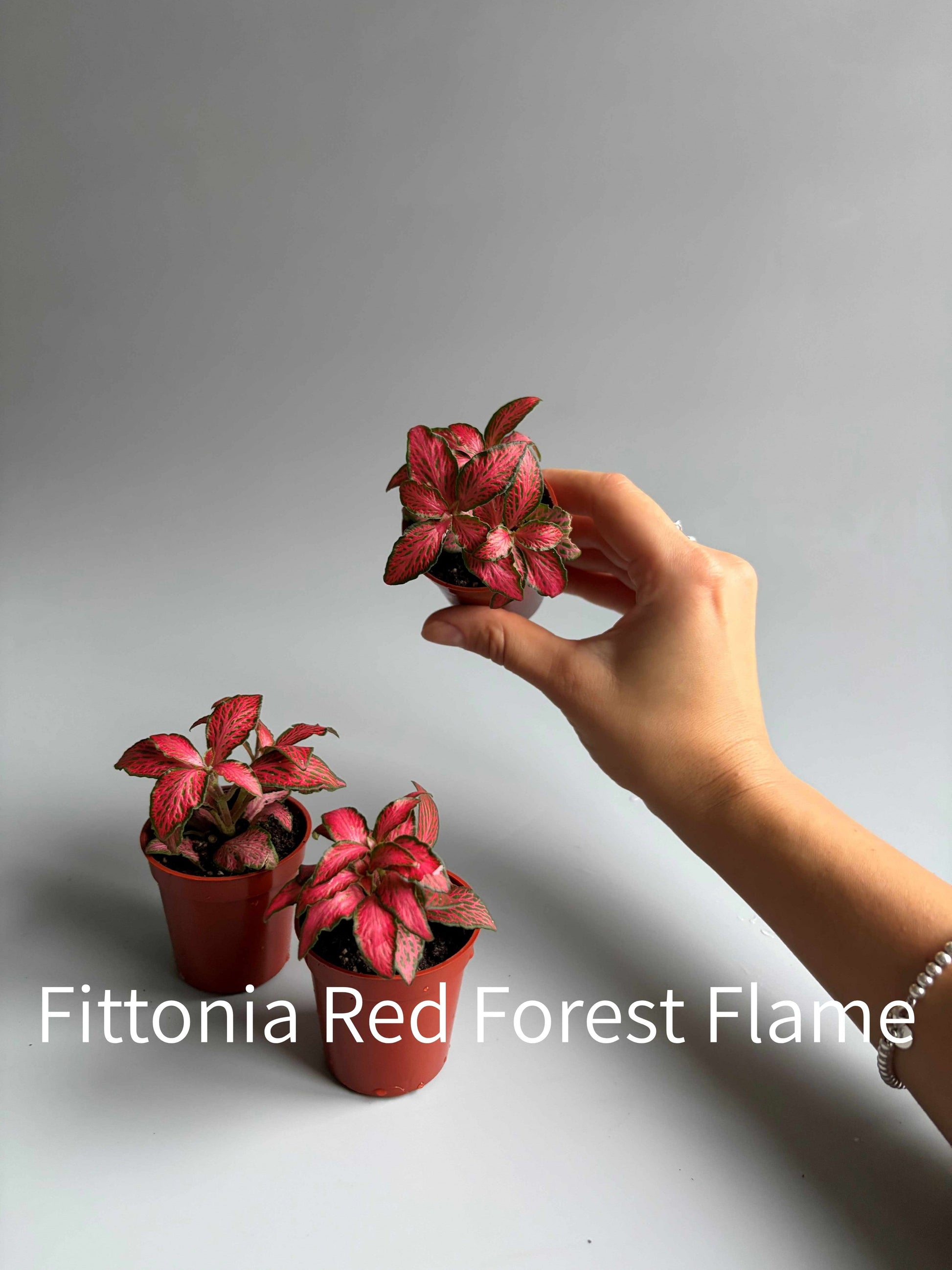 Fittonia Red Forest Flame plant being held by a hand against a gray background