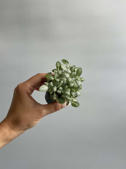 Fittonia plant for terrariums