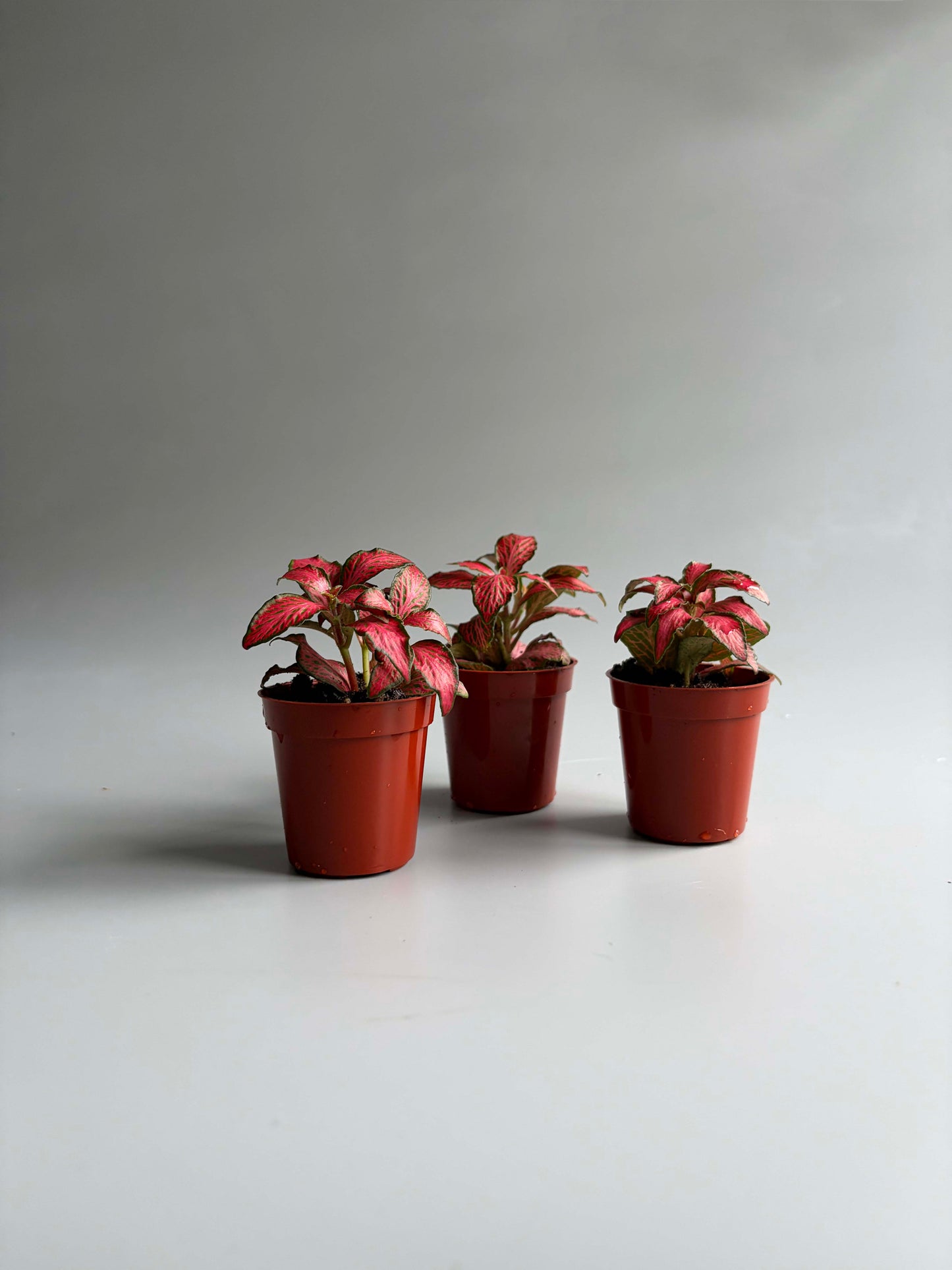 3 fittonias red forest flames in small pots 