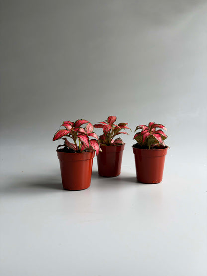 3 fittonias red forest flames in small pots 