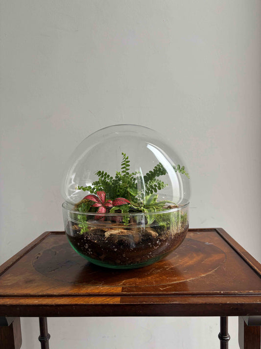 Terrarium with plants inside a transparent dome on a wooden surface.