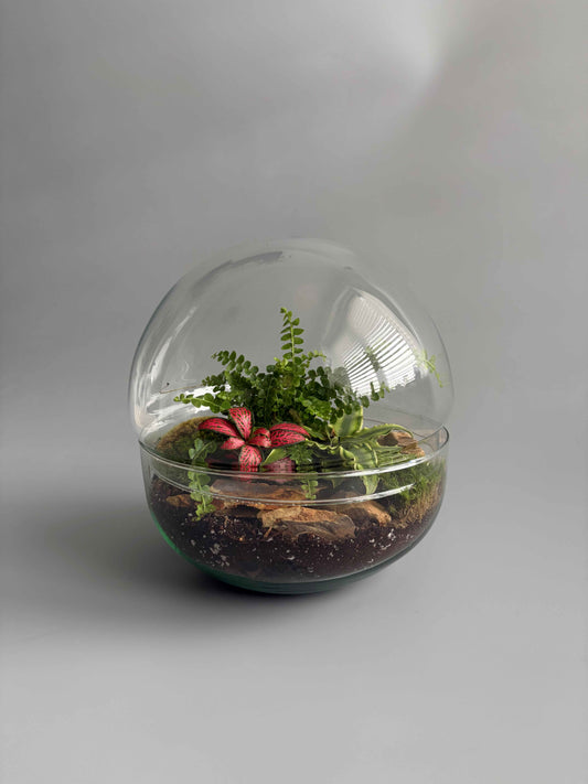 Globe glass terrarium with plants 