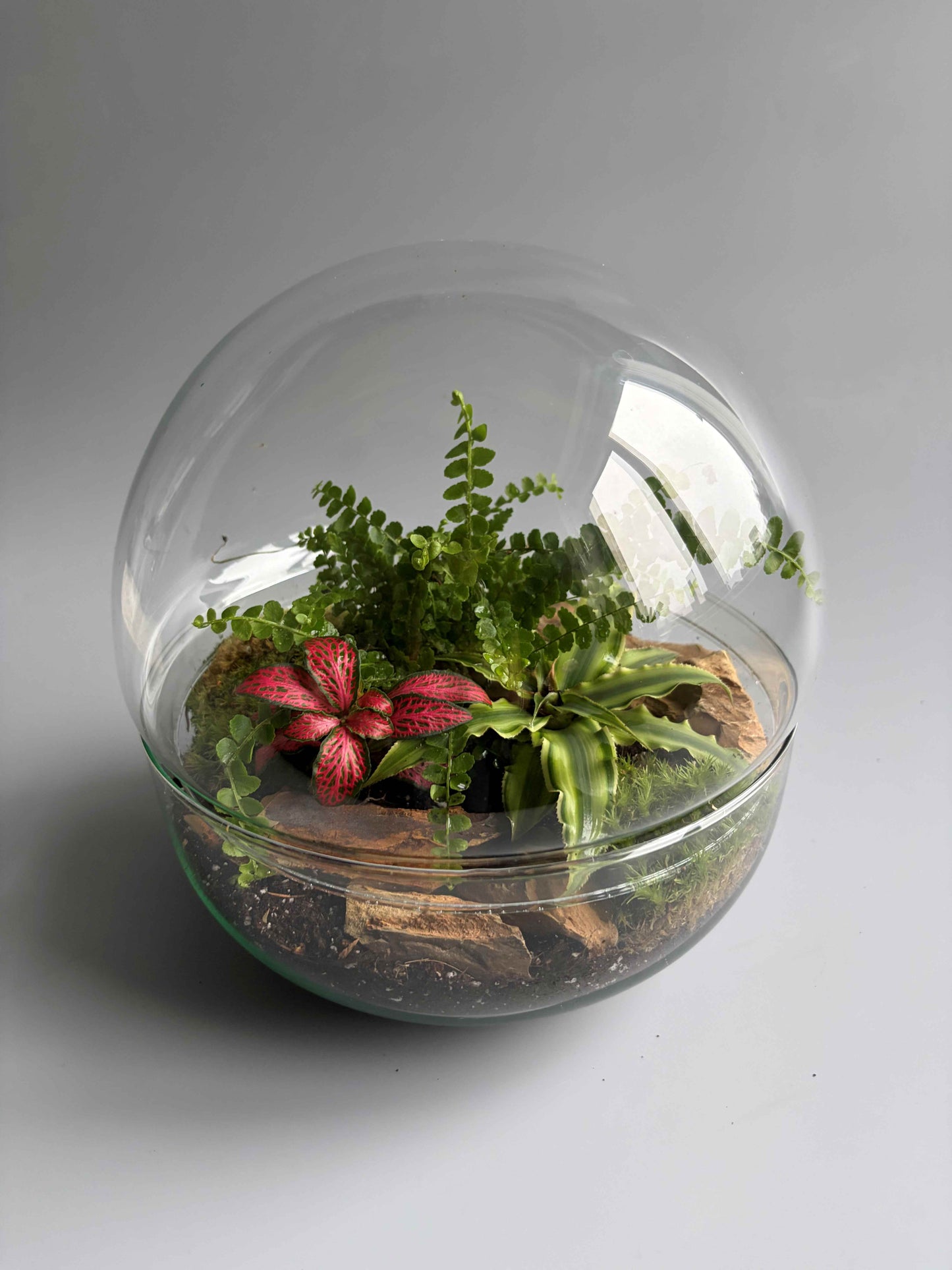 Globe glass terrarium with plants 