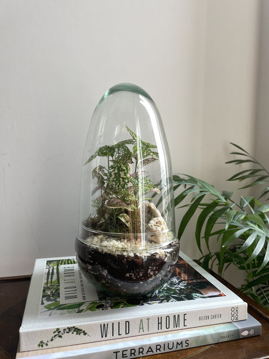 Glass Egg Terrarium Kit - H: 25cm D: 12cm
