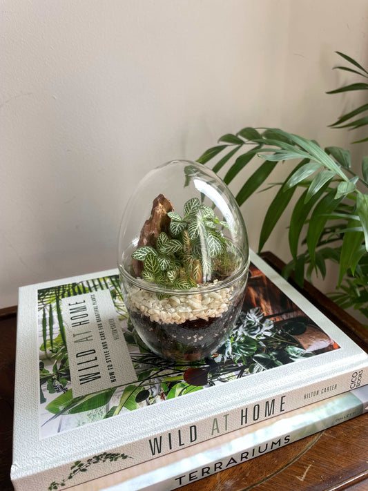 Glass Egg Terrarium Kit - H: 14cm D: 9cm
