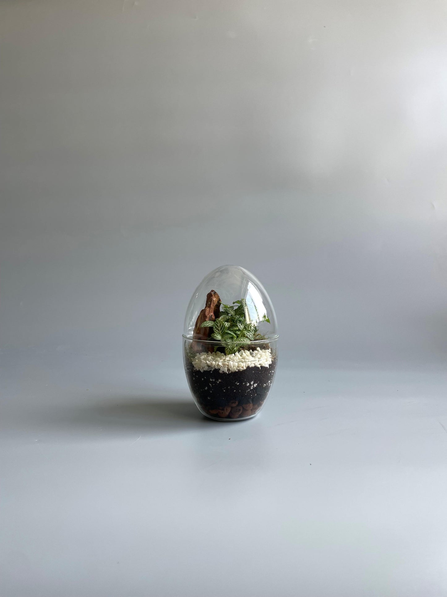 Glass Egg Terrarium Kit - H: 14cm D: 9cm