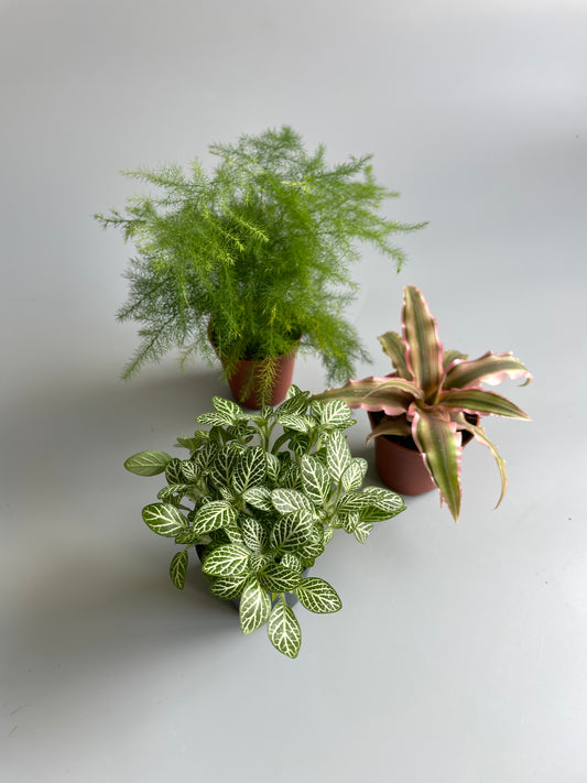 Terrarium Plants Bundle