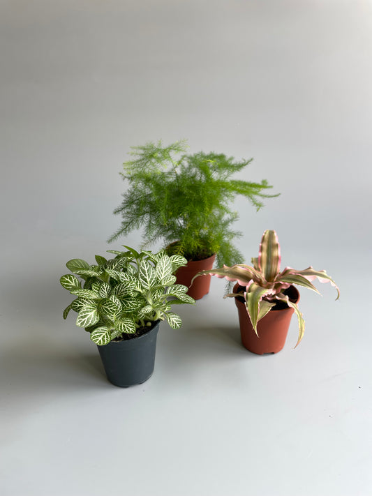 Terrarium Plants Bundle