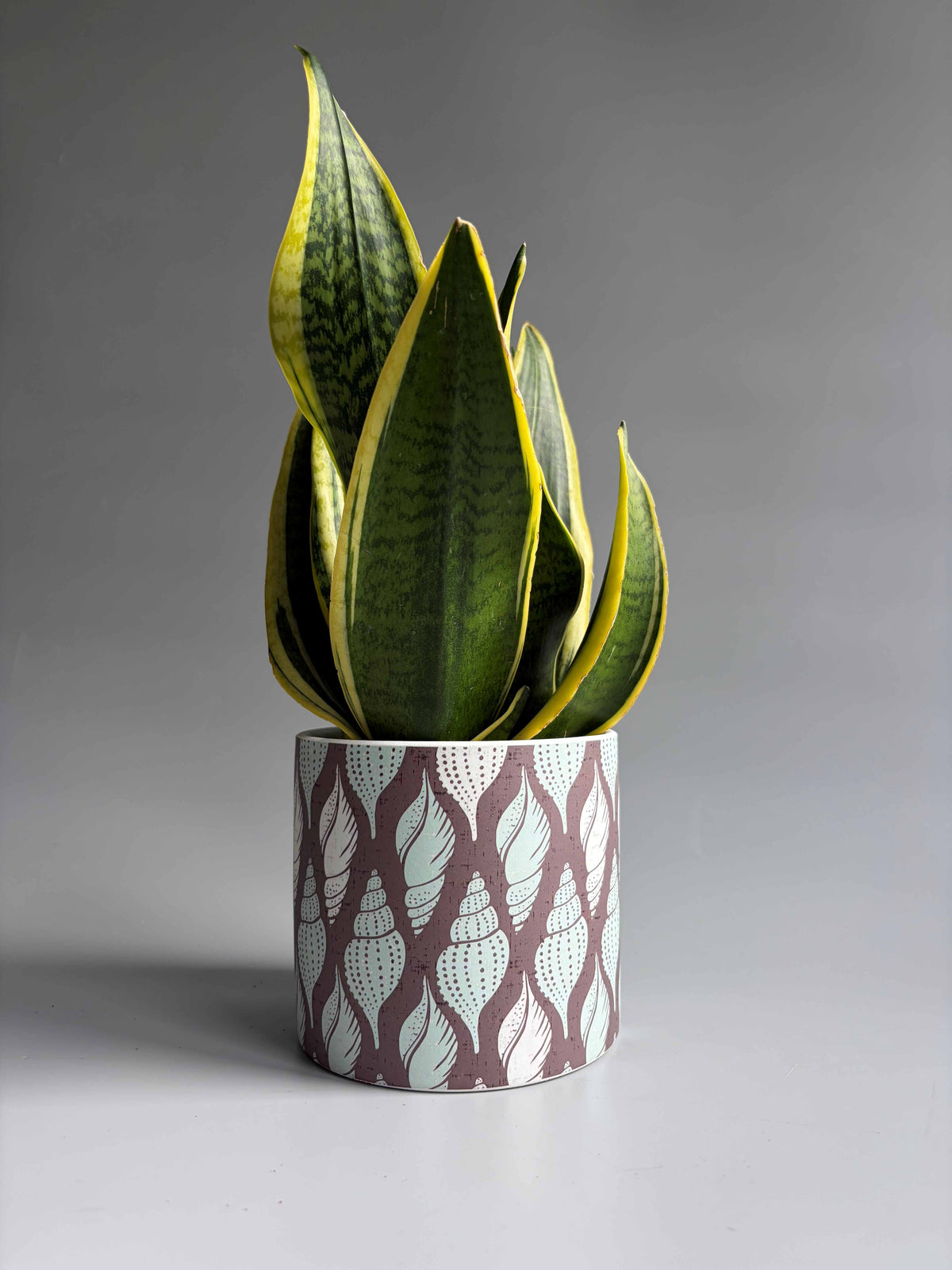 Seashell Print Indoor Ceramic Plant Pot – H: 10.5cm D: 12cm