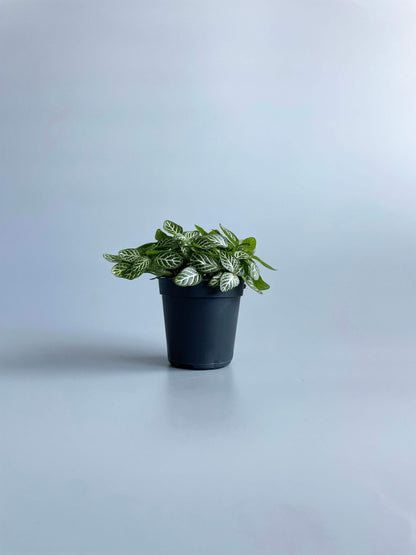 Fittonia Verschaffeltii - Mosaic Plant