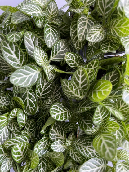 Fittonia Verschaffeltii - Mosaic Plant