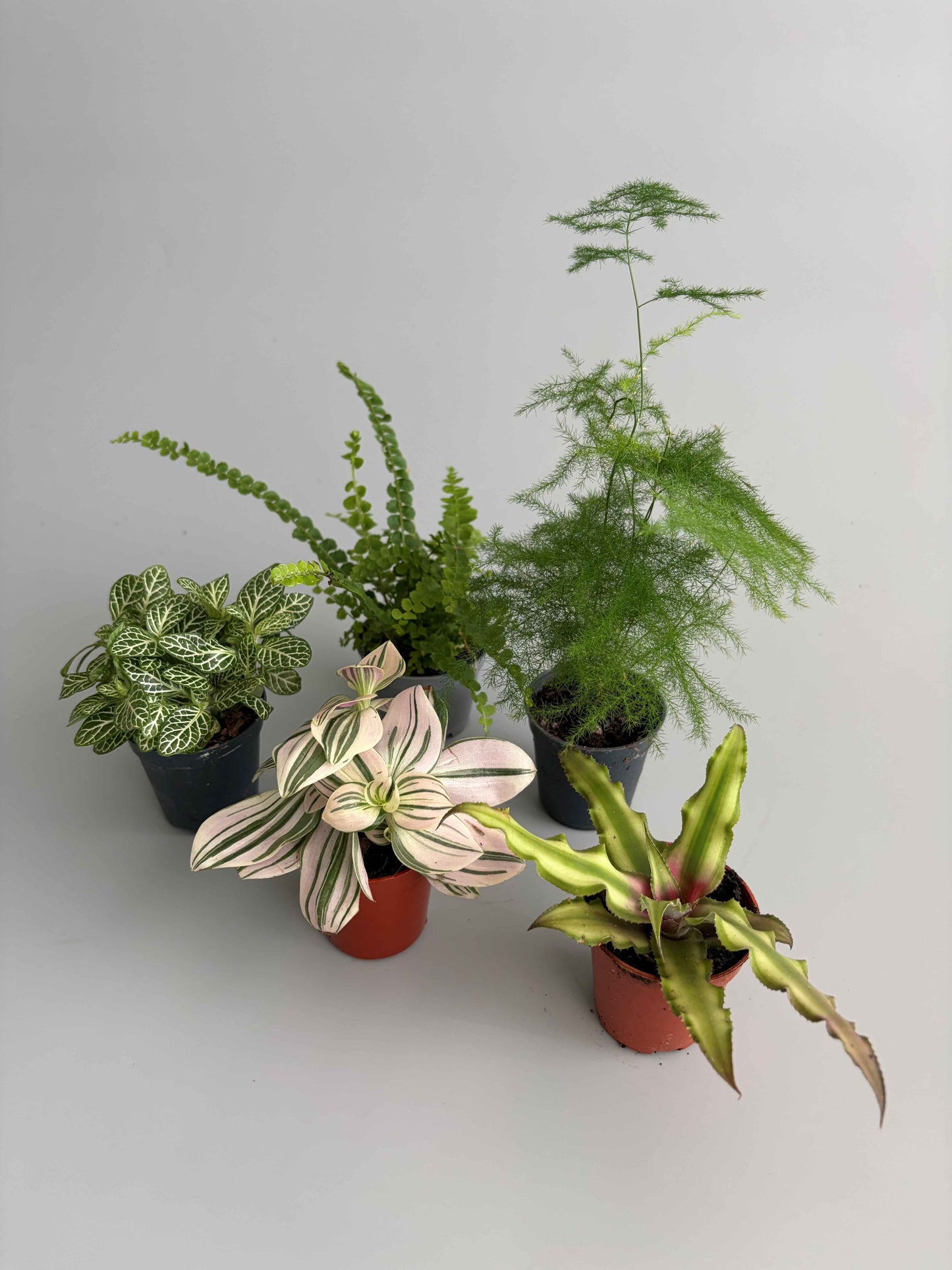 Build Your Own Terrarium Plant Bundle – 5 Plants