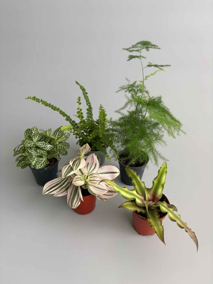 Build Your Own Terrarium Plant Bundle – 5 Plants