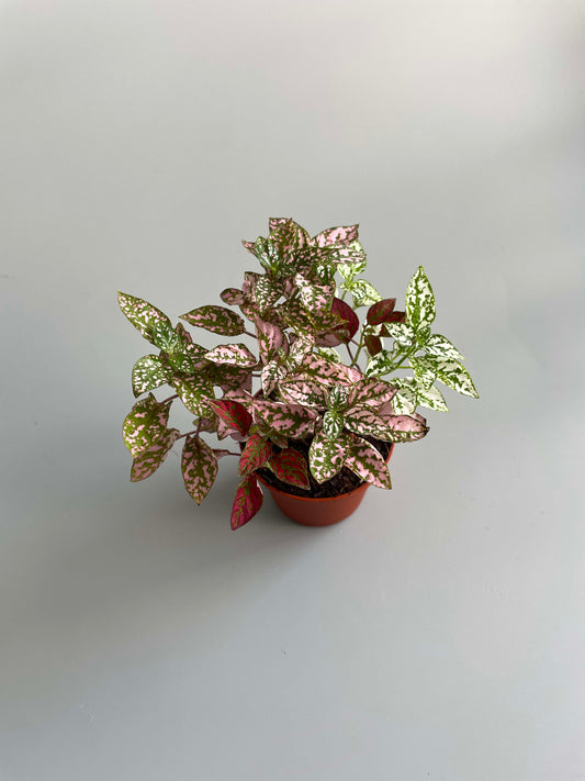 Polka Dot Plant - Hypoestes Phyllostachya