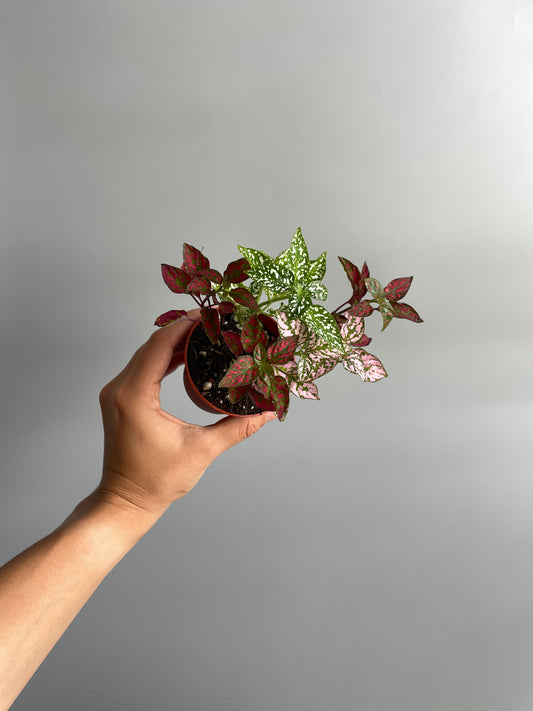 Polka Dot Plant - Hypoestes Phyllostachya