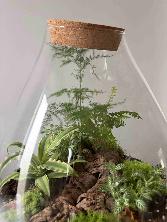 Terrarium with plants and wood in a glass container