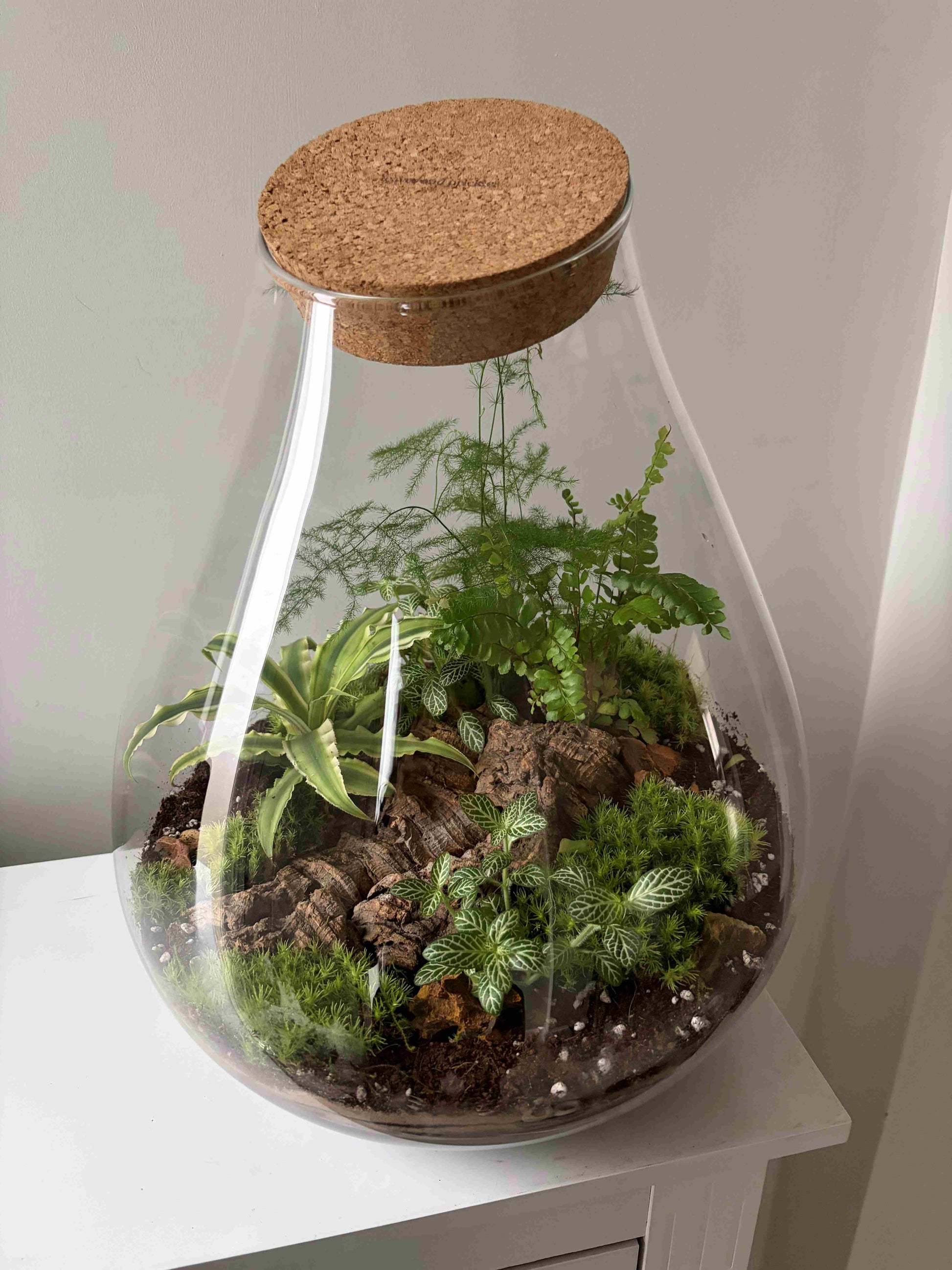 Large glass terrarium with plants