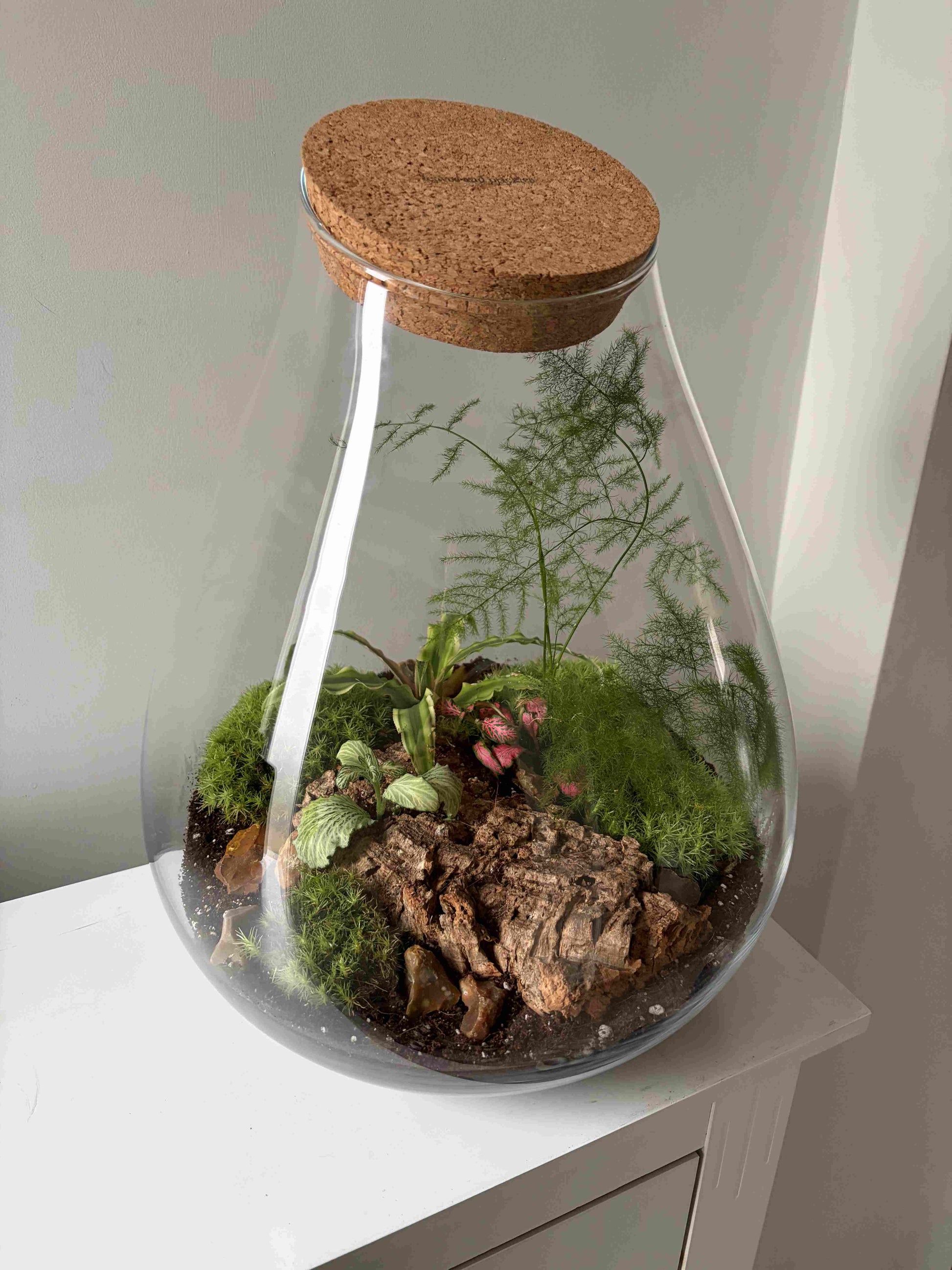 Large Glass Terrarium Handmade Indoor Terrarium