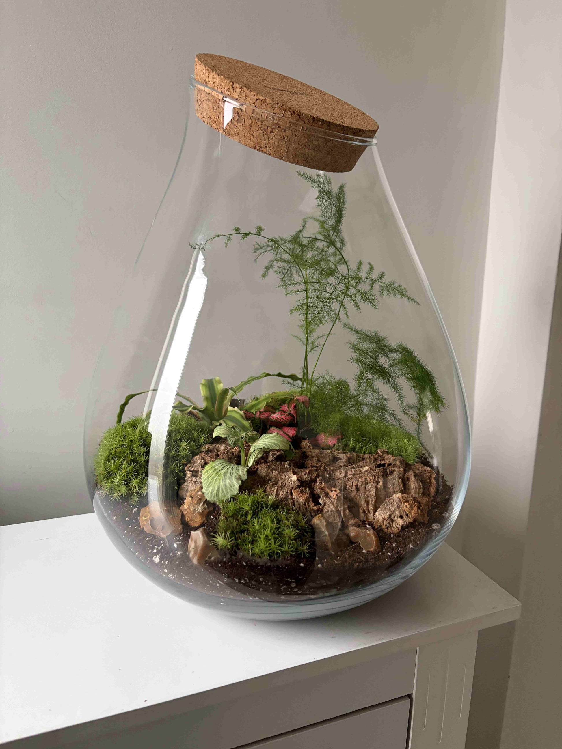 Glass terrarium with plants 