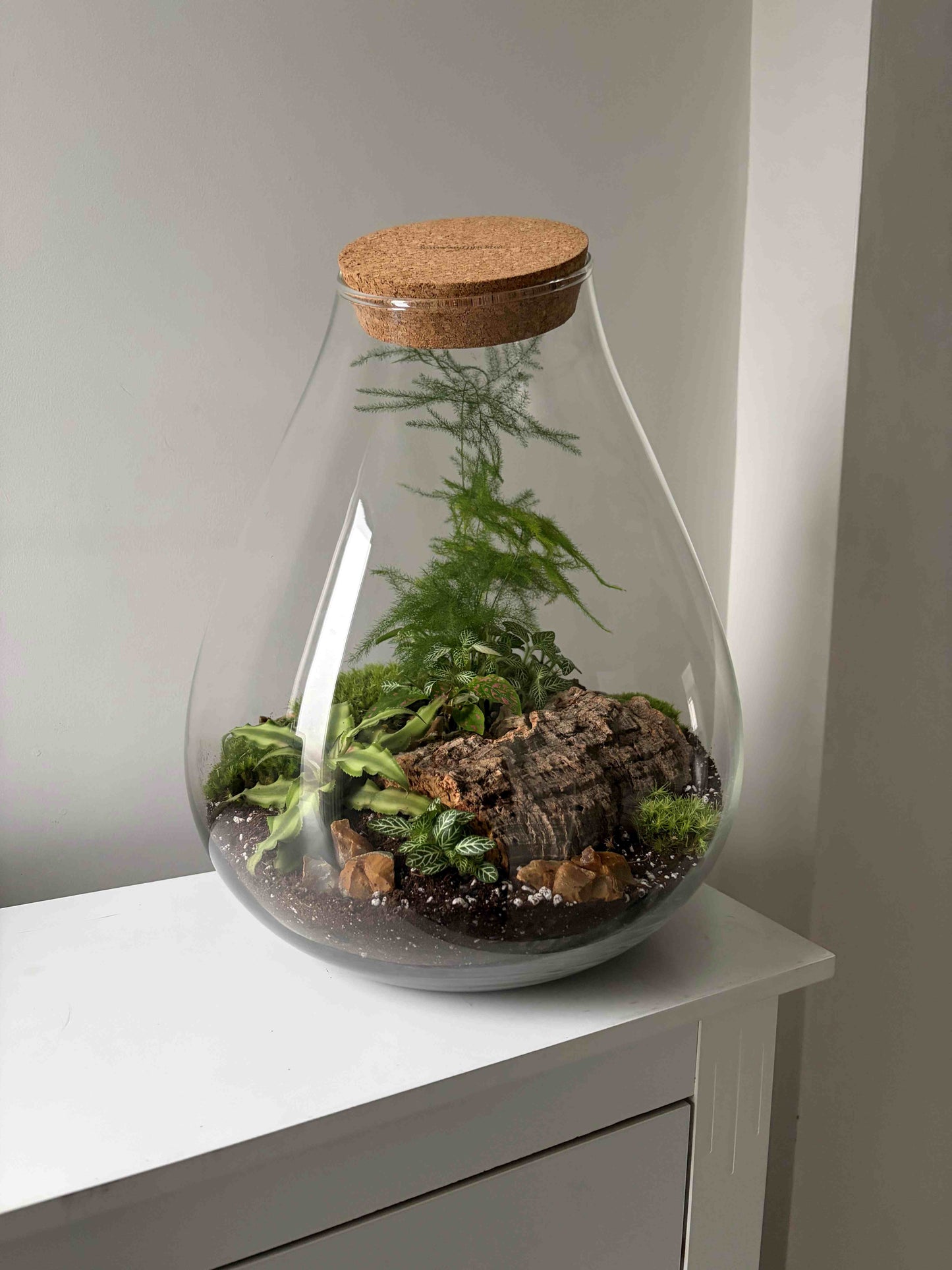 Glass terrarium with plants and a cork lid 