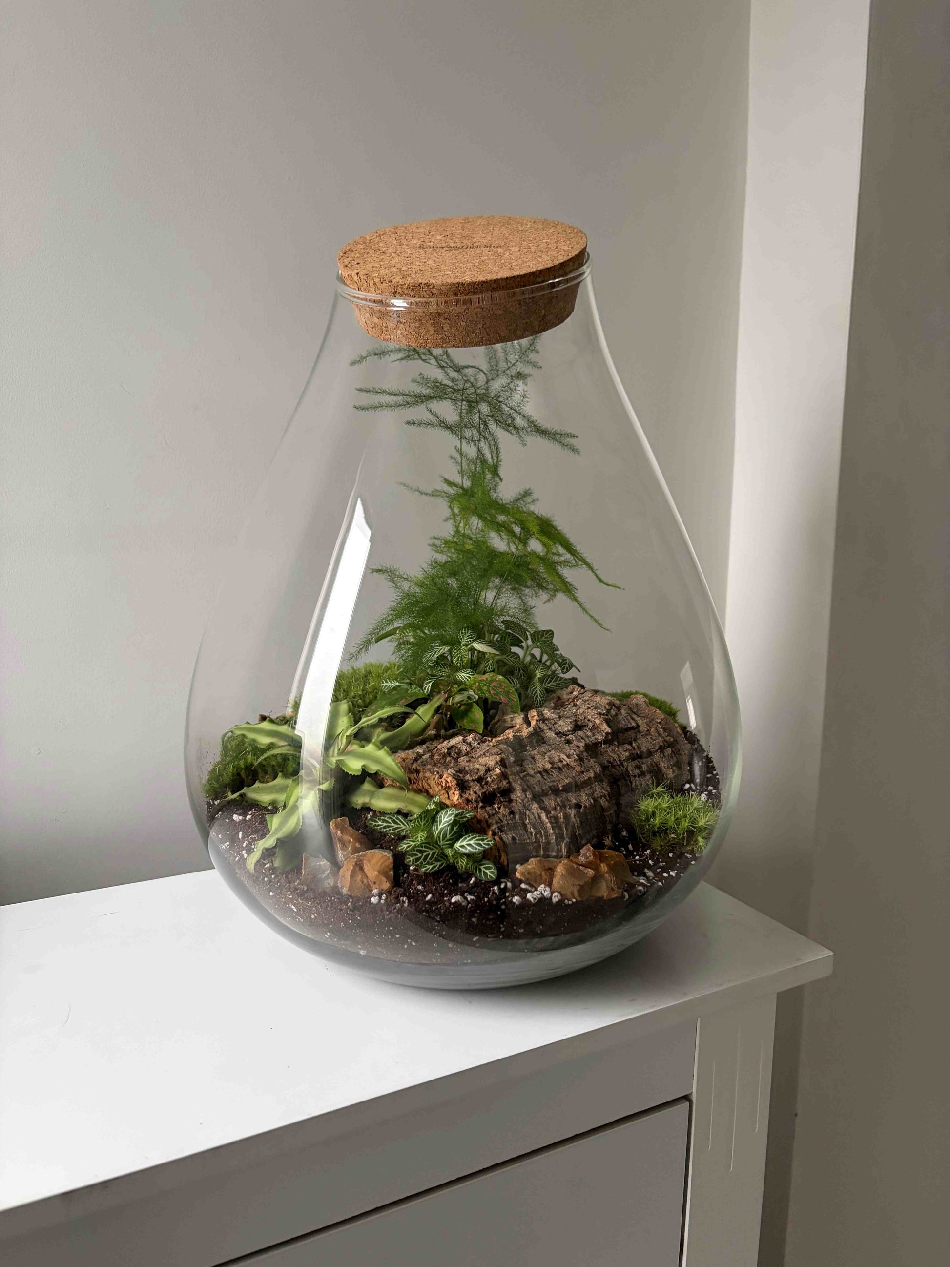 Glass terrarium with plants and a cork lid 