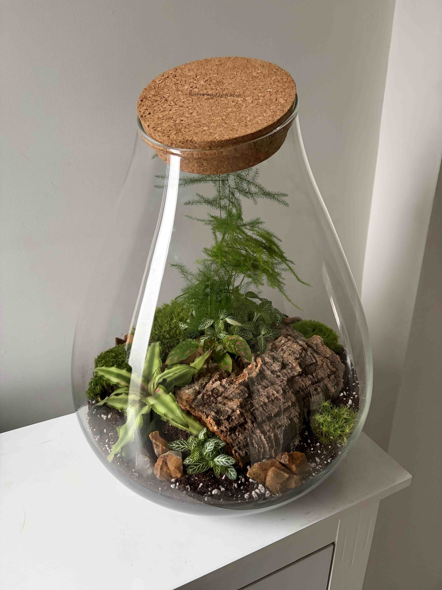 Glass terrarium with cork lid containing plants and wood