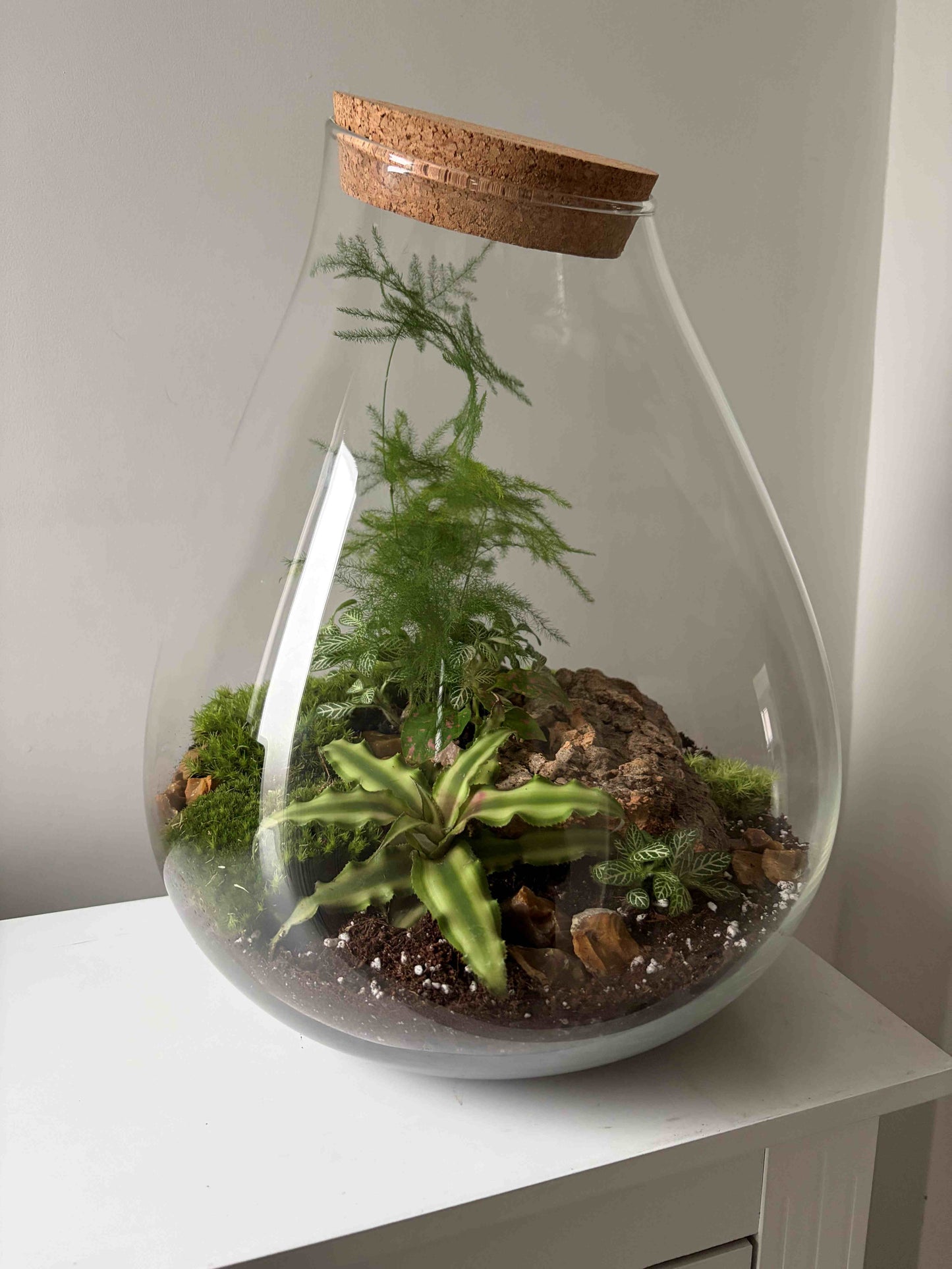 Large glass terrarium with plants