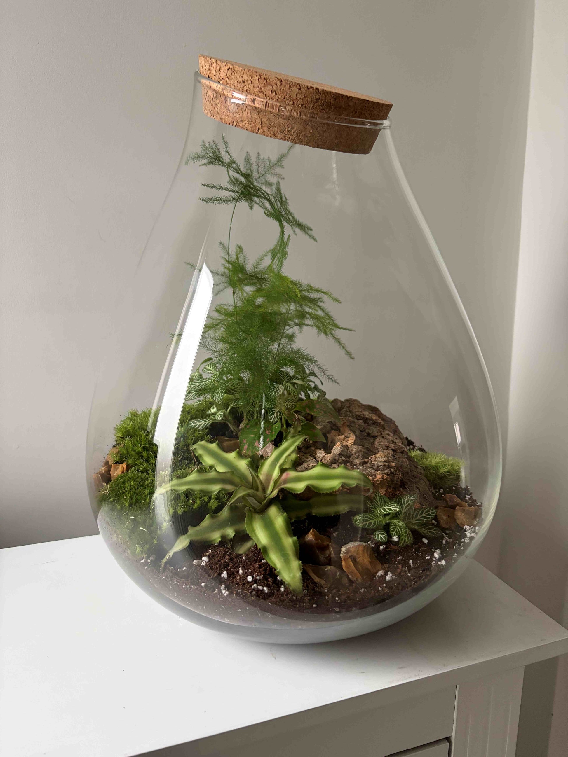 Large glass terrarium with plants
