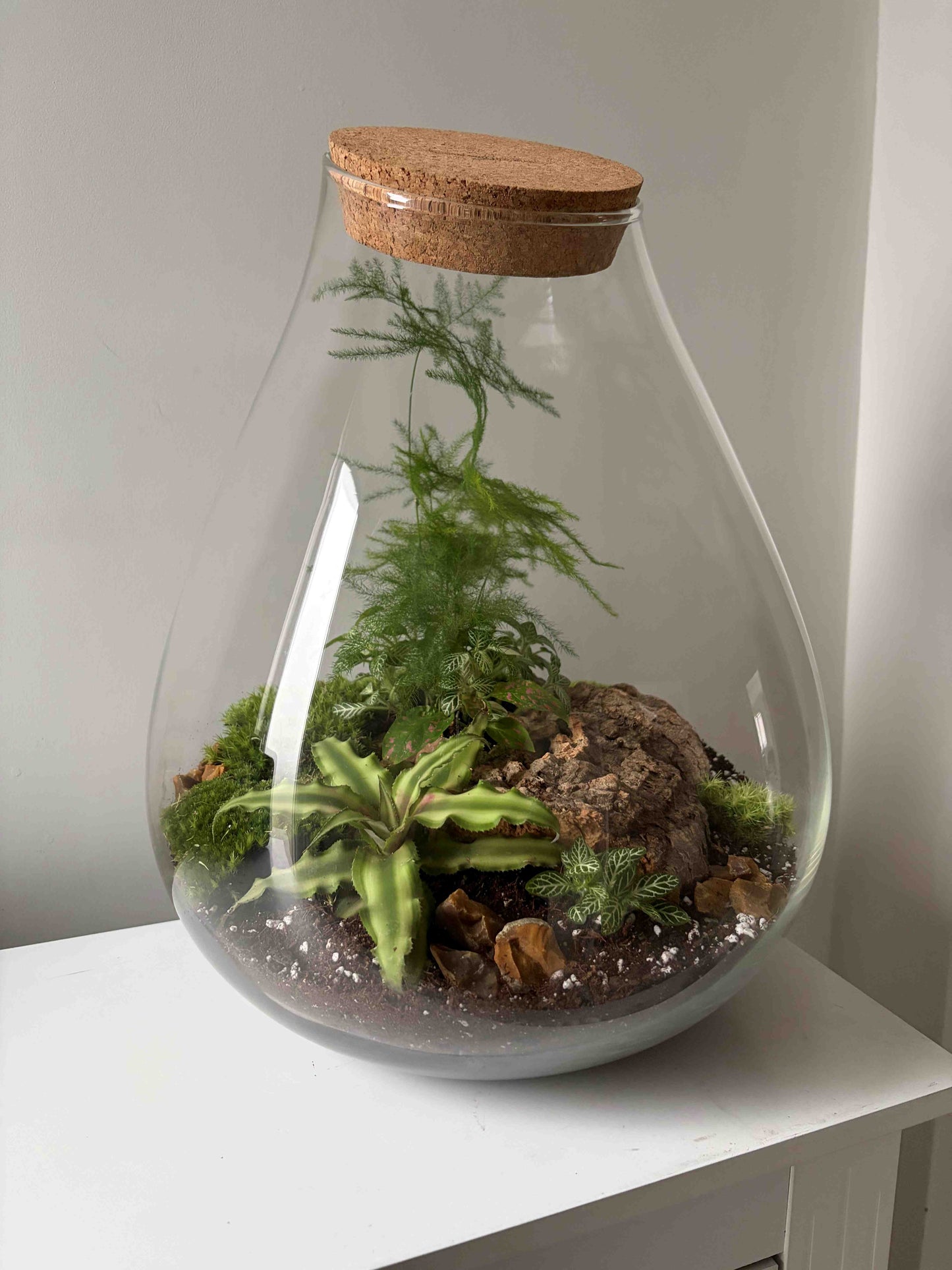 Large Glass Terrarium Handmade Indoor Terrarium