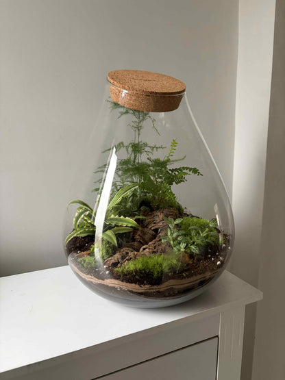 Terrarium with plants