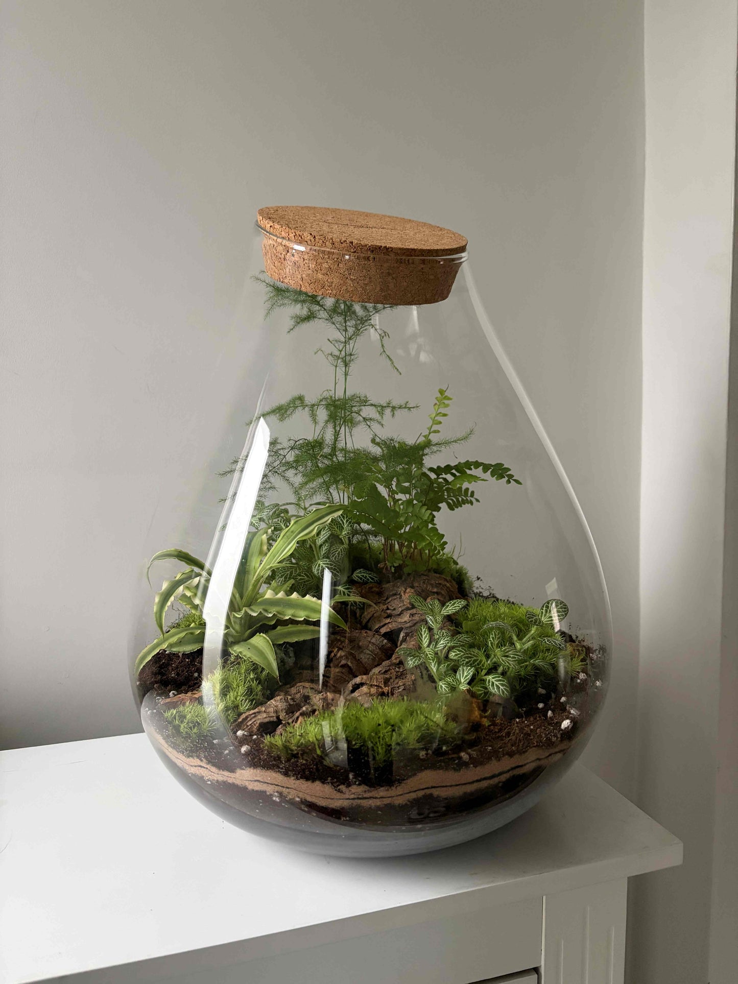 Large glass terrarium with plants