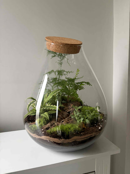 Large glass terrarium with plants
