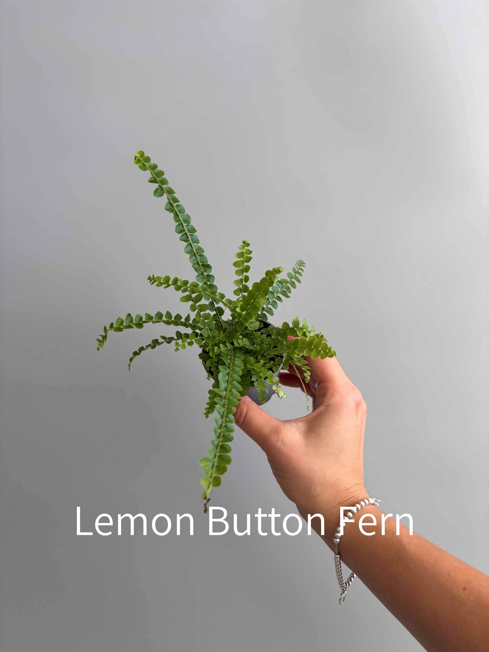 Lemon Button fern terrarium plant in a small plastic pot, held by hand