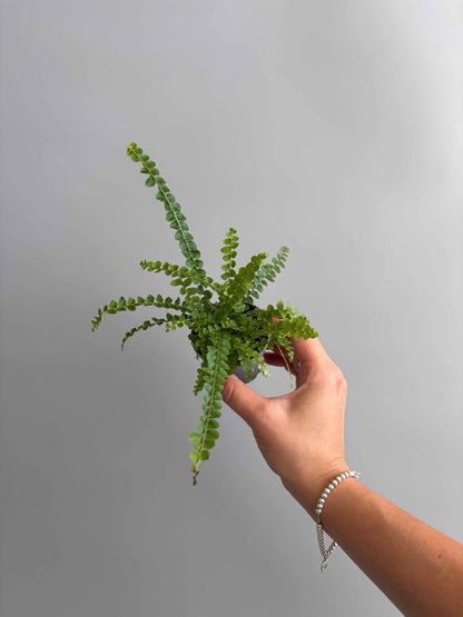 Hand holding Lemon Button Fern 