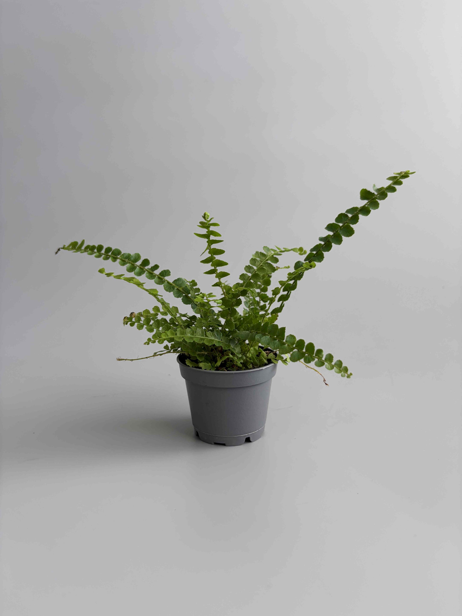 Lemon Button Fern terrarium plant