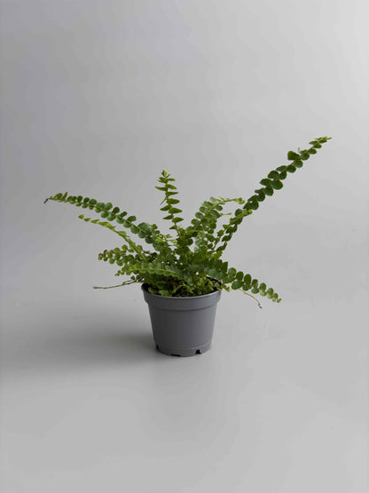Lemon Button Fern terrarium plant
