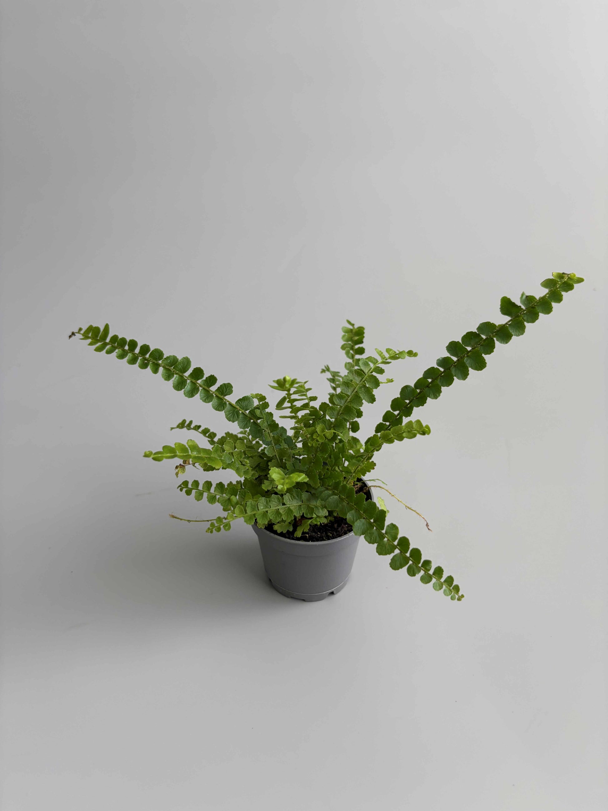 Lemon Button Fern terrarium plant